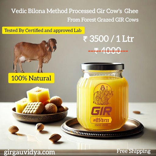 Organic  A2 Gir Cows Bilona Ghee